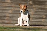 BASENJI 190